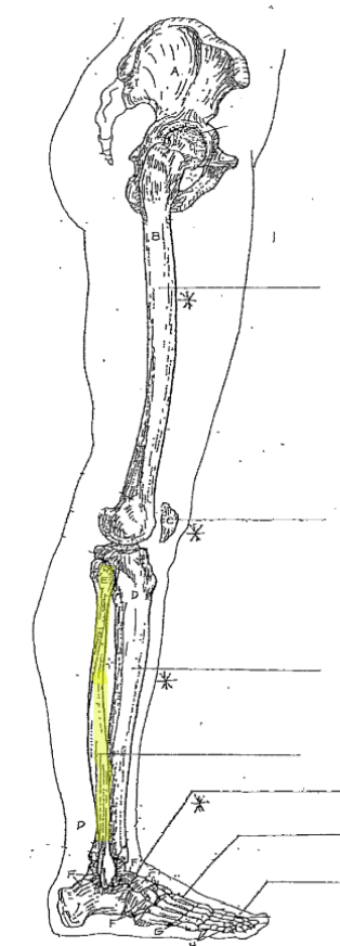 <p>What is the highlighted part of the leg? </p>