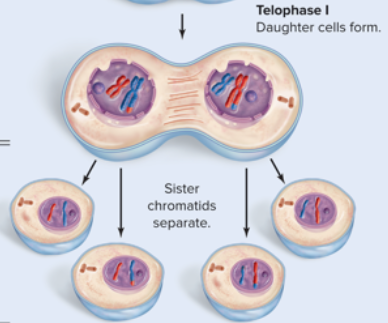 <p>Sister Chromatids separate</p>