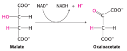 <p>8th reaction of citric acid/kreb cycle and step 2 of gluconeogenesis (opposite reaction —> exit of the mitochondria —> reconversion of malate to oxaloacetate)</p><p><span style="background-color: transparent;">catalysed by <strong>malate dehydrogenase</strong></span></p>