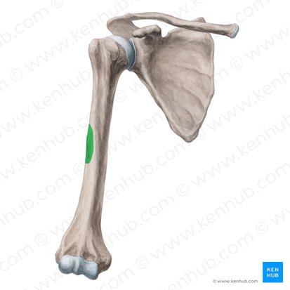 <p>What bone landmark is this within the <strong>Humerus </strong></p>