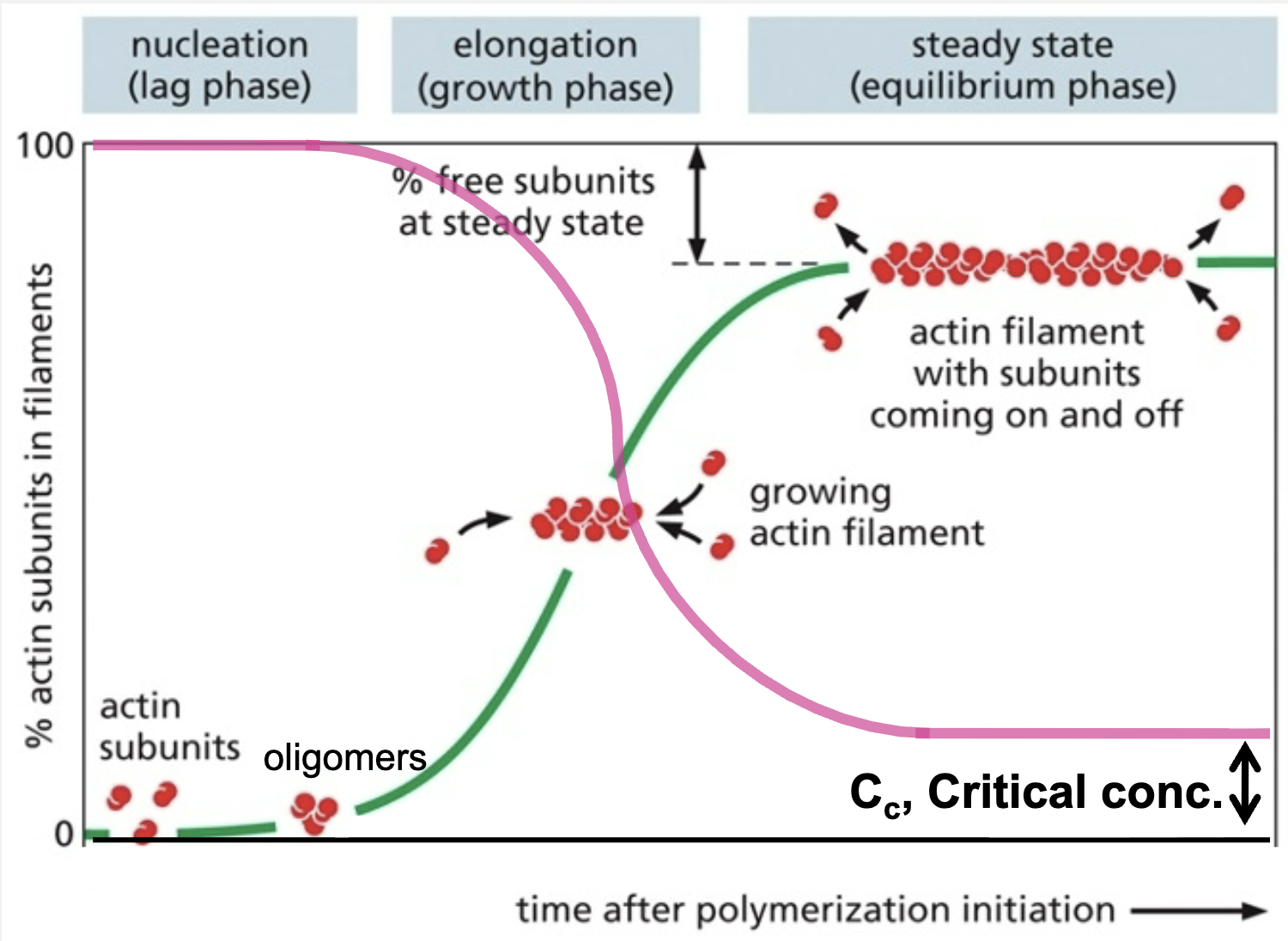 <p>what does its mean at C<sub>c </sub>(critical concentration)?</p>