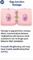 <p>Damage to gap junctions reduces direct communication between neighboring cells because ions and small molecules can no longer pass normally between their cytoplasm.</p>