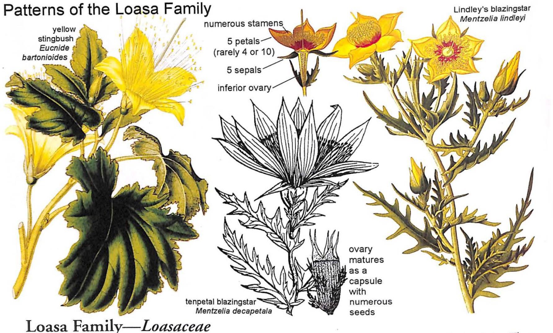 <p>Loasaceae</p>