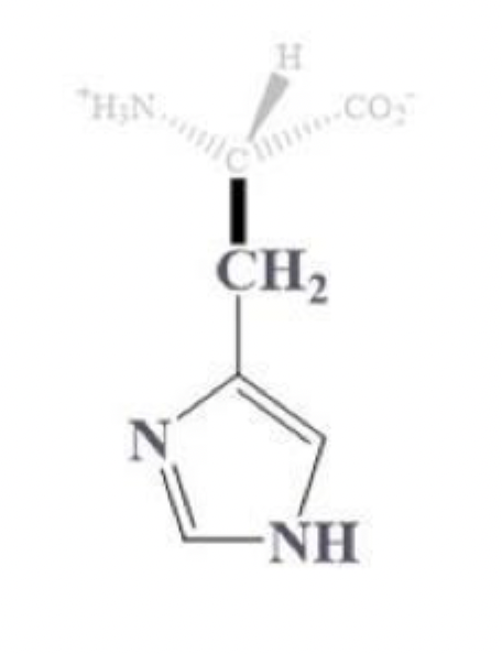 <ul><li><p>his, H</p></li></ul><p></p><ul><li><p>CH2 - 5 point ring </p><ul><li><p>3C and 2 N</p></li></ul></li></ul><p></p><ul><li><p>(+) charged at pH 7, basic and polar </p></li><li><p>least basic among the (+) charged amino acids</p></li></ul><p></p>