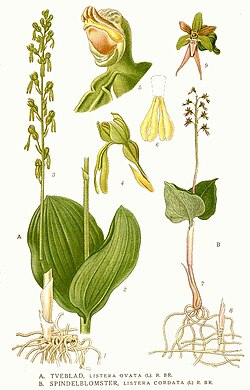<p>Tvåblad   (Gröna blommor samt har endast 2 blad)</p>