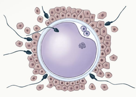 <p>For fertilization to occur,</p>