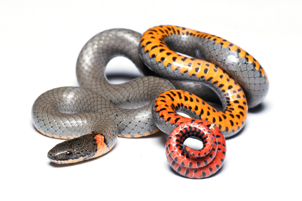 <p>Alethinophidia, Colubroidea, Colubridae<br>Diadophis punctatus<br>Ring-necked snake</p>
