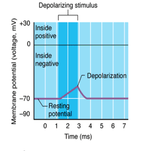 <p>The charge inside the cell moves closer to zero (more positive); excitatory event</p>