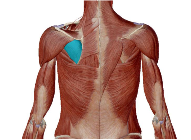 <p>what muscle is this </p>