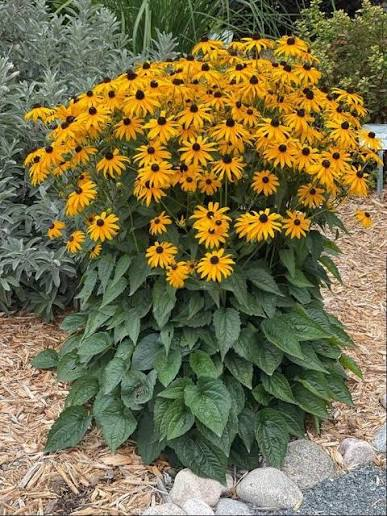 <p>black eyed susan</p>