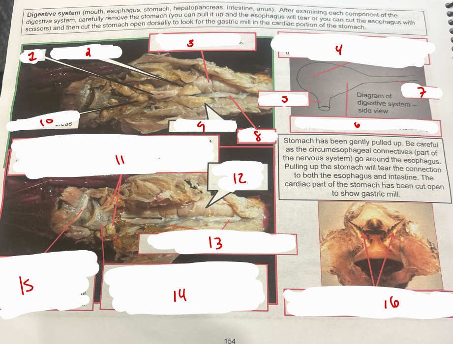 <p>Digestive System</p>