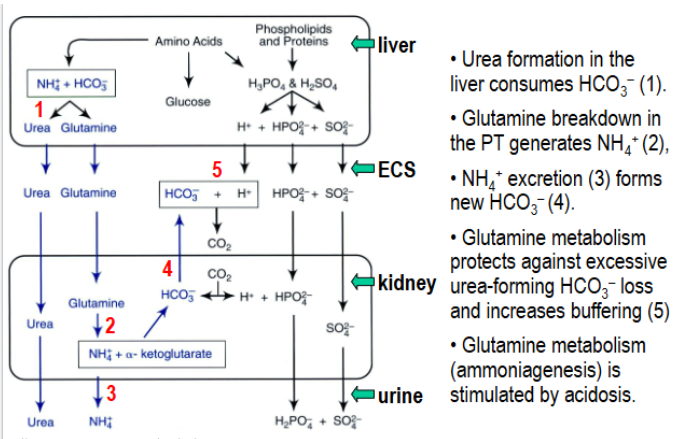 <p>both paths rid the body of nitrogenous waste but differ in how they affect bicarbonate balance. Urea is formed from the liver as a way to package nitrogenous waste products. Glutamine breakdown in the PT generates ammonium and new bicarbonate. Because urea is made from bicarbonate and is lost in urine, it represents a loss of some base from the body. Glutamine metabolism protects against this HCO3- loss and increases buffering. This is why ammoniagenesis is stimulated by acidosis.</p>