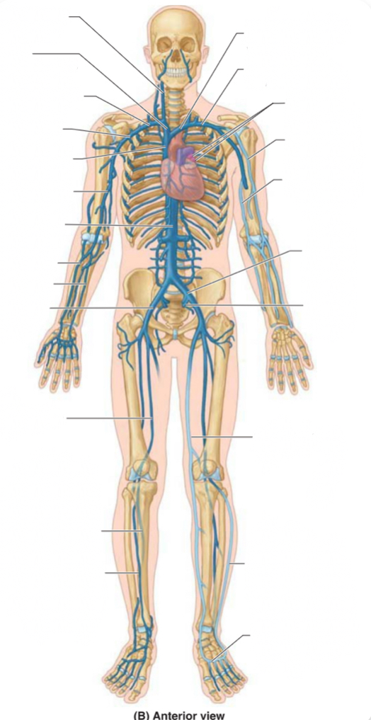 <p>Label the veins</p>