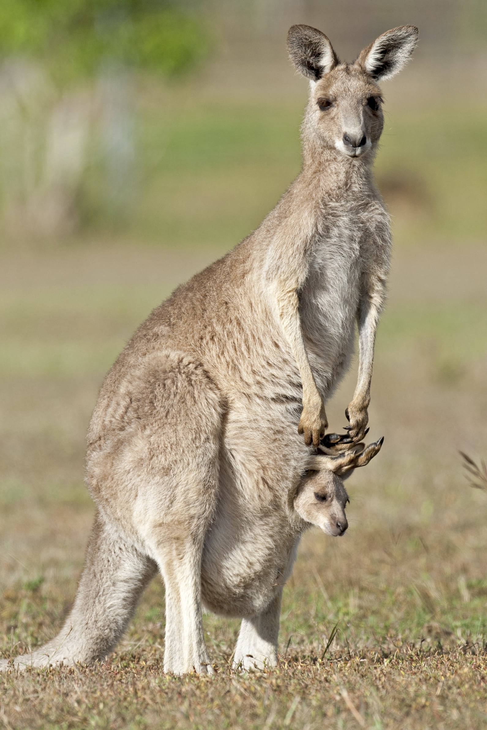 <p>kangaroo</p>
