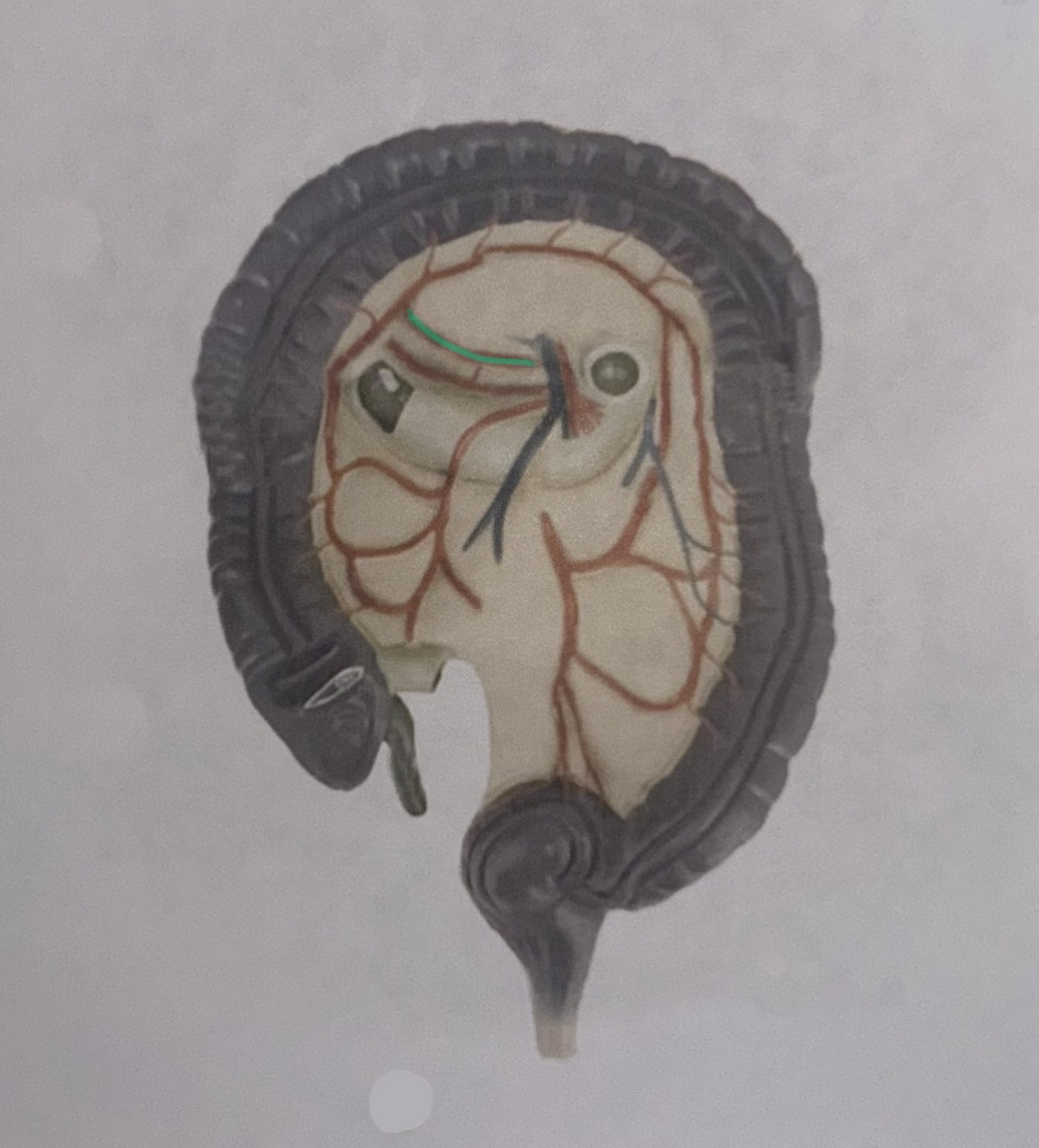 knowt flashcard image