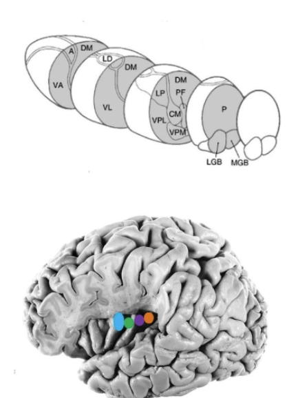<p>Sometimes describes separately as the ventromedial basal (VMb) nucleus </p><ul><li><p>Receives taste fibers directly</p></li><li><p>General visceral afferent info (via. parabrachial nucleus) from solitary nucleus. </p></li></ul><p>Tase</p><ul><li><p>Conveys to gustatory cortex of the inner frontal operculum and insula. </p></li></ul><p>GVA</p><ul><li><p>Info. conveyed by projections to insula —> GI tract, CV input, and respiratory input represented caudal to the tase representation. </p></li></ul><p></p>