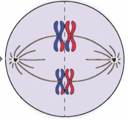 <ul><li><p>Spindle fibres attach to centromere of chromosomes</p></li><li><p>Homologous chromosomes line up at the cell equator/metaphase plate</p></li><li><p> independent assortment occurs to increase genetic variation</p></li></ul><p></p>