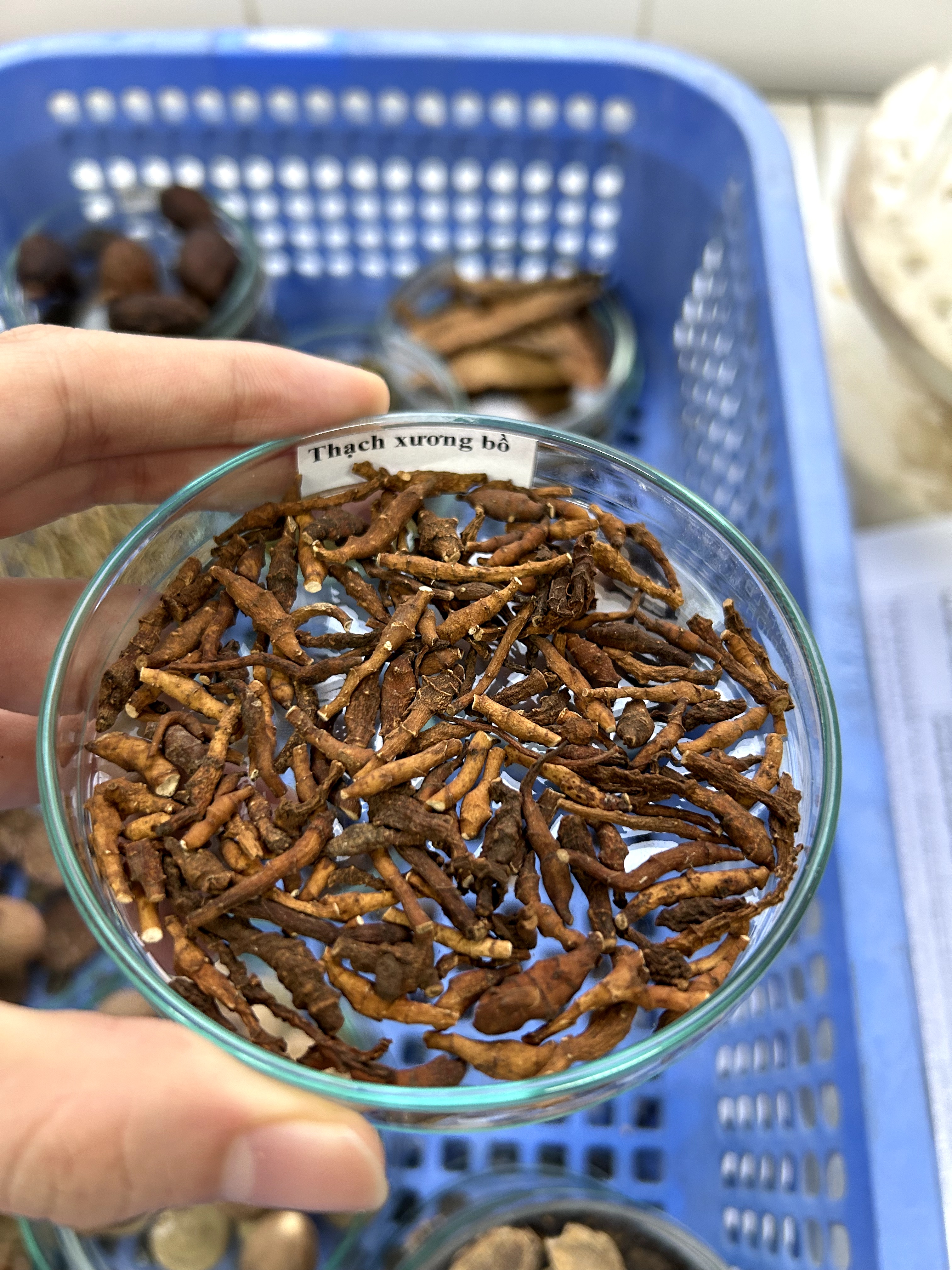 <p>thạch xương bồ</p>