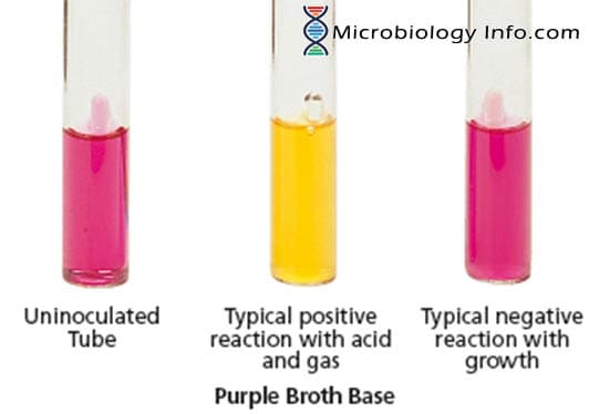 <p>tests for fermentation of one carb (glucose OR lactose)</p><p>yellow: (+) for carb fermentation</p><p>pink: (-)</p><p>bubble: fermentation resulted in gas prod</p>