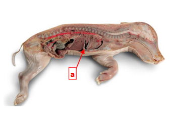 <p>This is the respiratory system of a fetal pig in class Mammalia. Structure A shows the _______ which contracts to pull air into the lungs.</p>
