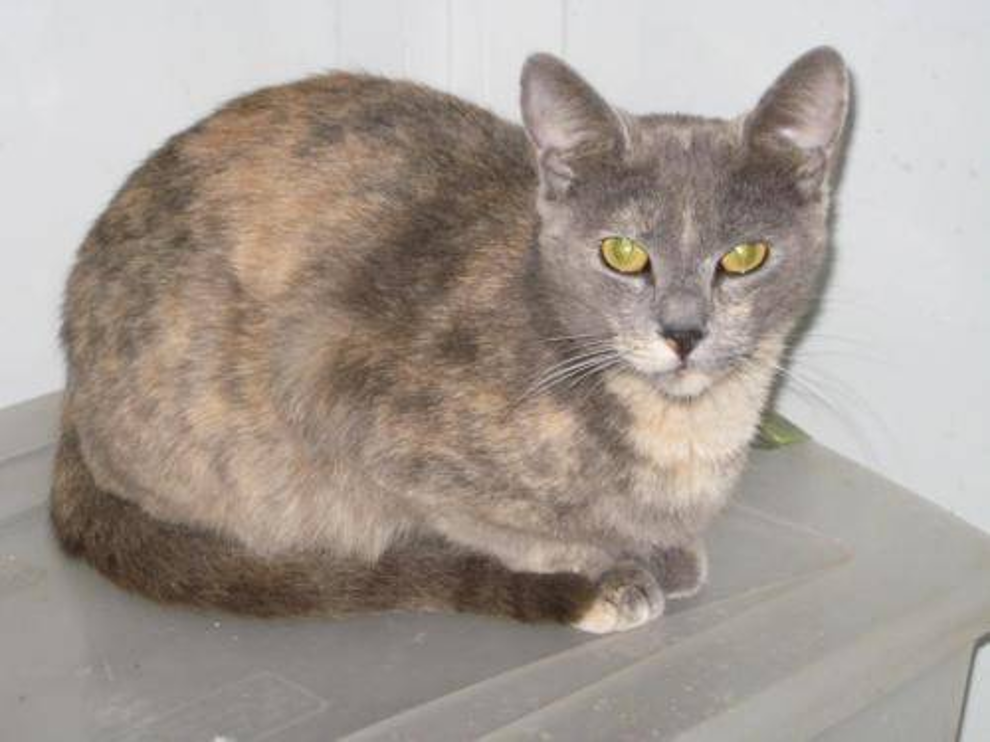 <p><span>Like a tortoiseshell but with gray instead of black</span></p>