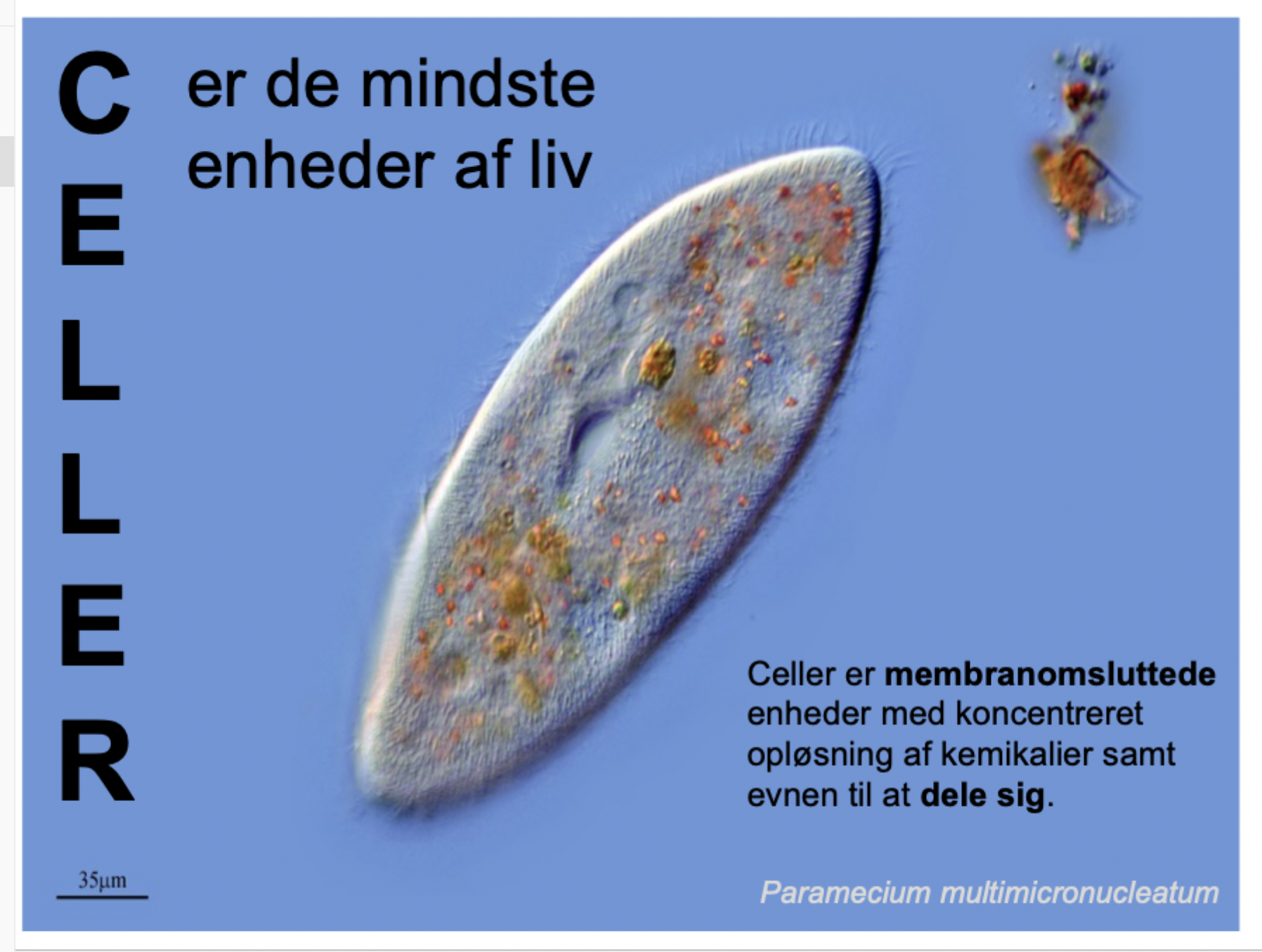 <p>1) <strong>Membranafgrænsning</strong> (et kontrolleret indre adskilt fra det ydre miljø).</p><p><br></p><p>2) <strong>Selvstændig reproduktion</strong> (evnen til at dele sig og videregive genetisk info).</p>