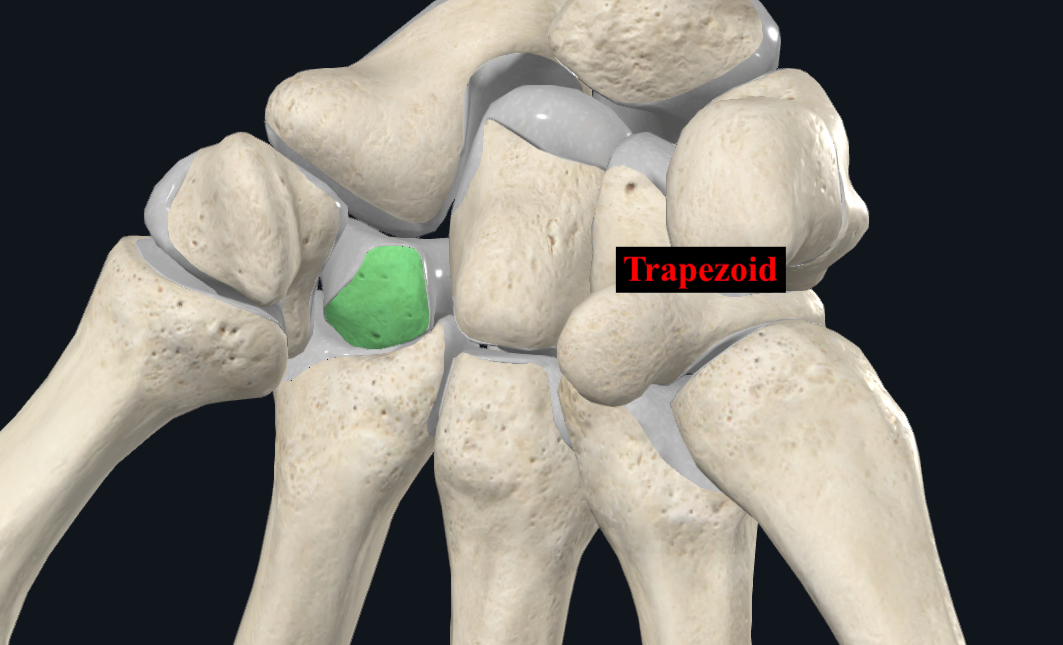 <p>articulates with 2nd metacarpal</p>