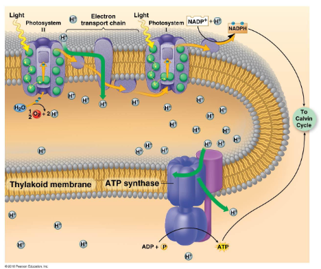 <ul><li><p>Chemiosmosis produces ATP</p></li><li><p>H+ gradient formed by the ETC between photosystems and the splitting of water</p></li><li><p>H+ is pumped through ATP synthase to phosphorylate ADP to ATP</p></li></ul><p></p>