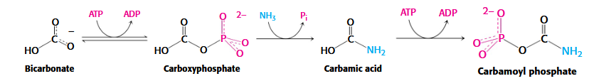 <p>glutamine nitrogen source</p>