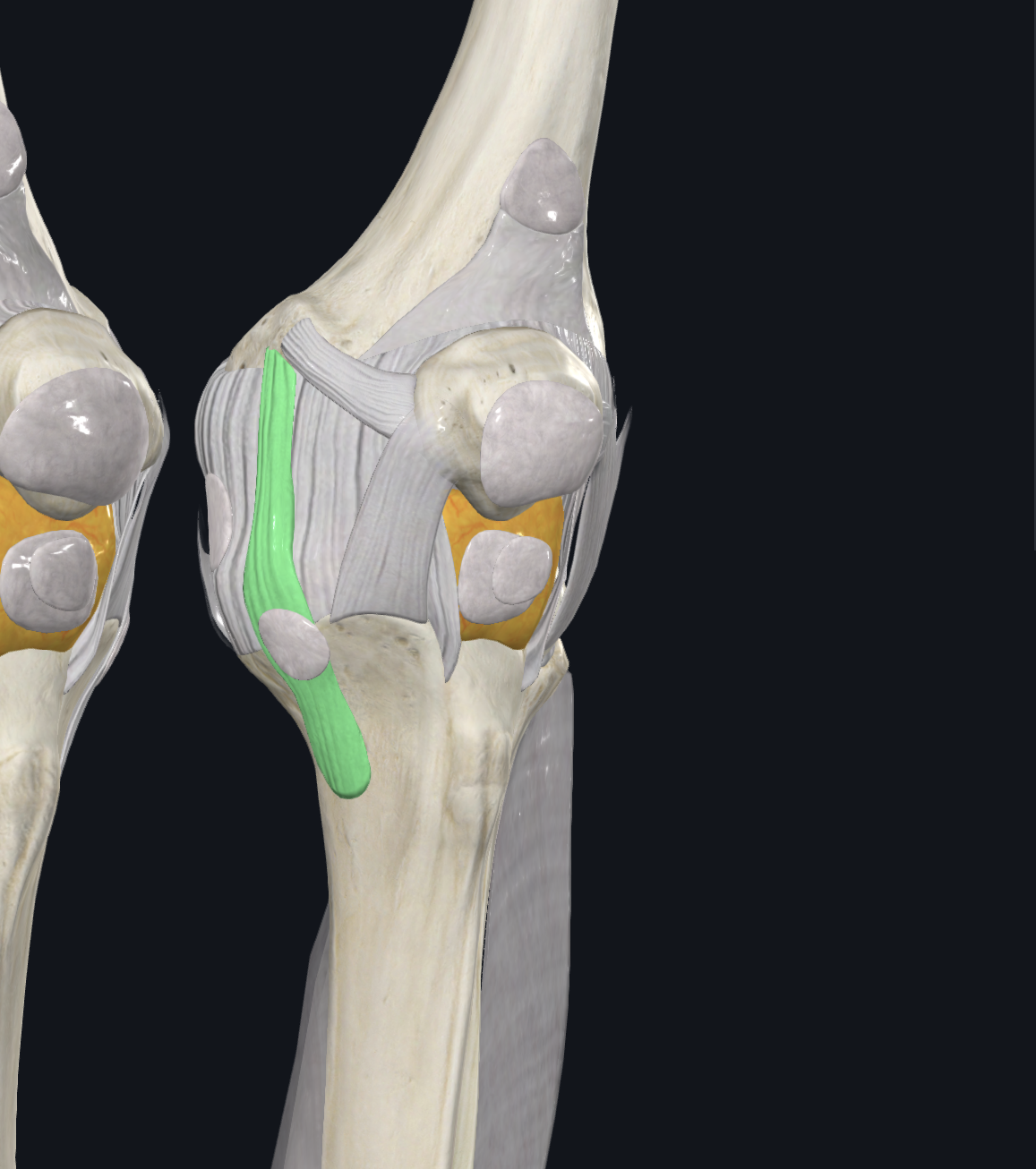 <p>Sagital anterior view</p><p>Connective tissue </p>
