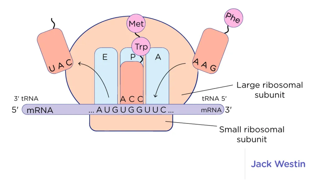 <p>Anticodon</p>