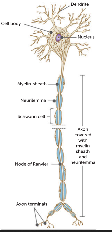 <p>fairly short extensions of the cytoplasm of the cell body.</p><p>They are often highly branched and carry messages or nerve impulses intio the vcell body</p>