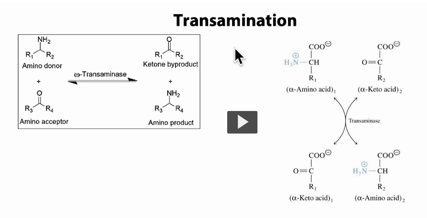 <p><strong><u>Trans</u>amination</strong>: <strong>transferring “trans” </strong>an <strong>amino group (–NH₂) </strong>“amination” <strong>from</strong> <strong>one molecule</strong> to <strong>another</strong></p><p>Instead of releasing toxic ammonia directly, the body <strong>moves nitrogen safely between molecules</strong>.</p><div data-type="horizontalRule"><hr></div><p>What your slide is showing Left side (generic reaction)</p><ul><li><p><strong>Amino donor</strong> = an amino acid (has –NH₂)</p></li><li><p><strong>Amino acceptor</strong> = a keto acid (no –NH₂)</p></li></ul><p>After the reaction:</p><ul><li><p>Donor <strong>loses NH₂ → becomes a keto acid (ketone byproduct)</strong></p></li><li><p>Acceptor <strong>gains NH₂ → becomes a new amino acid</strong></p></li></ul><p>So: <strong>Amino acid₁ + Keto acid₂ ⇄ Keto acid₁ + Amino acid₂</strong></p><div data-type="horizontalRule"><hr></div><p>Right side (same idea, more specific)</p><ul><li><p>(α-amino acid)₁ → becomes (α-keto acid)₁</p></li><li><p>(α-keto acid)₂ → becomes (α-amino acid)₂</p></li></ul><p><strong>It’s reversible</strong> (can go both directions)</p><div data-type="horizontalRule"><hr></div><p>Key enzyme for transamination: transaminase</p><ul><li><p>Called <strong>transaminase (aminotransferase)</strong></p></li><li><p>Examples:</p><ul><li><p>ALT (alanine aminotransferase)</p></li><li><p>AST (aspartate aminotransferase)</p></li></ul></li><li><p>Requires <strong>vitamin B6 (PLP)</strong> as a cofactor</p></li></ul><div data-type="horizontalRule"><hr></div><p>Why this process is important </p><p>1. Prevents ammonia toxicity</p><ul><li><p>No free NH₃ released immediately</p></li><li><p>Nitrogen is safely transferred instead</p></li></ul><div data-type="horizontalRule"><hr></div><p>2. Collects nitrogen onto glutamate</p><p>Most reactions funnel nitrogen to:</p><ul><li><p><strong>α-ketoglutarate → becomes glutamate</strong></p></li></ul><p>Glutamate = central “nitrogen collector”</p><div data-type="horizontalRule"><hr></div><p>3. Links amino acids to energy metabolism</p><ul><li><p>When amino acid loses NH₂ → becomes <strong>keto acid</strong></p></li><li><p>Keto acids enter:</p><ul><li><p><strong>TCA cycle</strong></p></li><li><p><strong>Gluconeogenesis</strong></p></li><li><p><strong>Ketone production</strong></p></li></ul></li></ul><p>Example (high-yield)</p><p><strong>Alanine + α-ketoglutarate ⇄ Pyruvate + Glutamate</strong></p><ul><li><p>Alanine loses NH₂ → becomes <strong>pyruvate</strong></p></li><li><p>α-ketoglutarate gains NH₂ → becomes <strong>glutamate</strong></p></li></ul><p>This is one of the most important reactions (ALT)</p><div data-type="horizontalRule"><hr></div><p>Big picture (connect to previous slides)</p><ol><li><p><strong>Transamination</strong> → move nitrogen</p></li><li><p><strong>Glutamate holds nitrogen</strong></p></li><li><p>Later → <strong>deamination releases NH₃</strong></p></li><li><p>NH₃ → <strong>urea cycle</strong></p></li></ol><div data-type="horizontalRule"><hr></div><p>Simple way to remember</p><p><strong>“Swap the NH₂</strong></p><ul><li><p>One molecule gives NH₂</p></li><li><p>Another takes it</p></li><li><p>No free ammonia yet</p></li></ul><p></p>