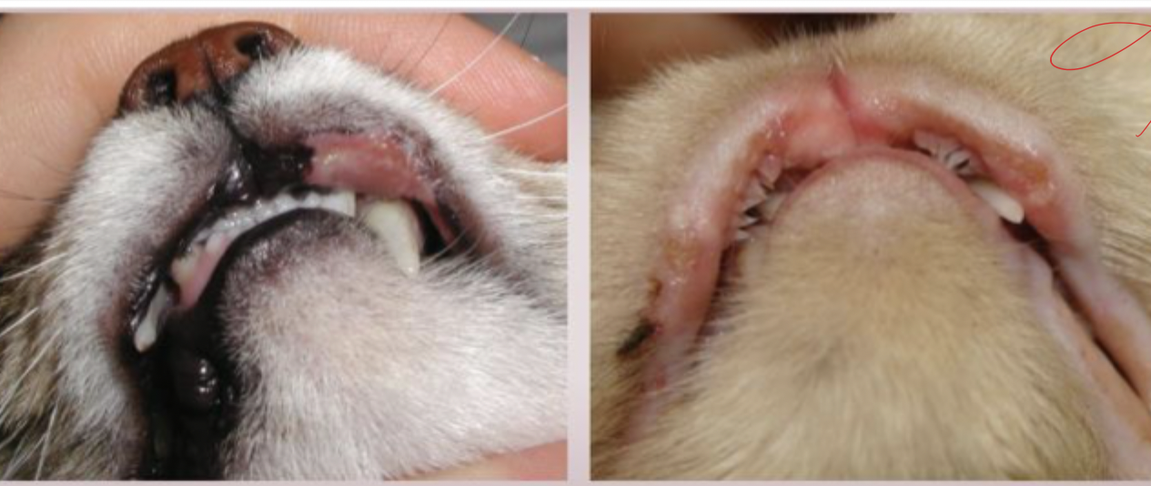 <p>What disease is more commonly found in young animals 2-6 years old, lesions are typically linear, well circumscribed, raised, yellowish pink in color on the skin, paws, cheek, lip commissure, pinna of the ear, or oral cavity, and can be associated with insect bite allergies, food allergy, atopy, immunosuppression, and bacerial and viral (calicivirus) infections?</p>