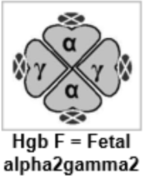 <ul><li><p>fetal hemoglobin</p></li><li><p>1% of adult hgb</p></li><li><p>2 alpha chains</p></li><li><p>2 gamma chains</p></li></ul><p></p>