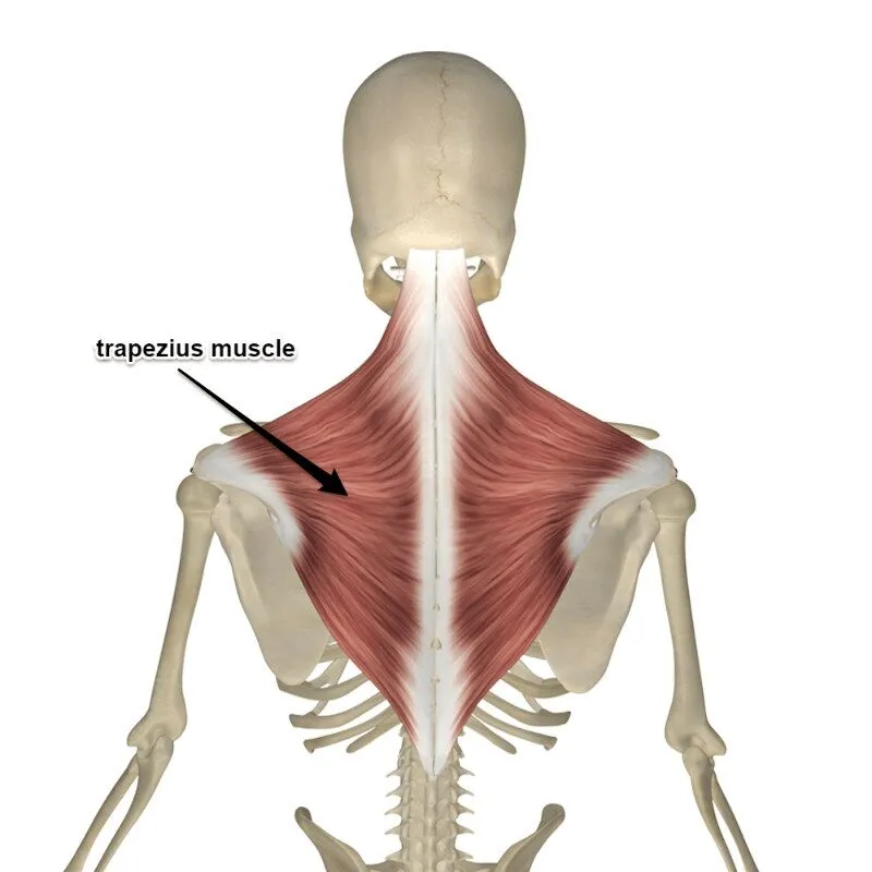 <p>origin: occipital bone, spinous processes of thoracic vertebrae</p><p>insertion: acromion and spine (of scapula)</p>
