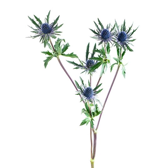 <p>Flower type?</p>