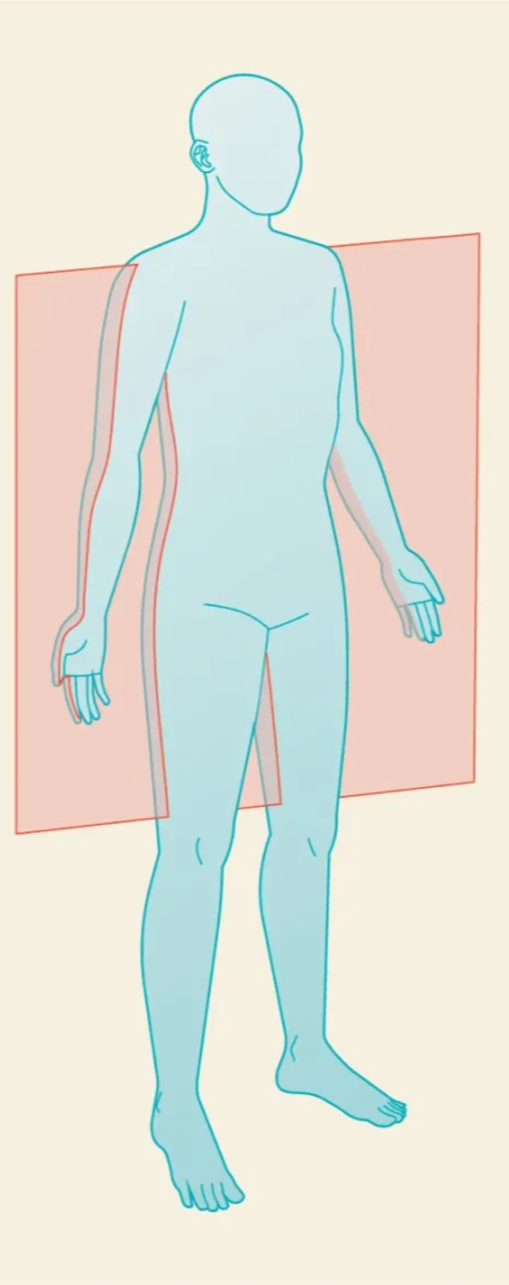 <p>Frontal/Coronal</p>