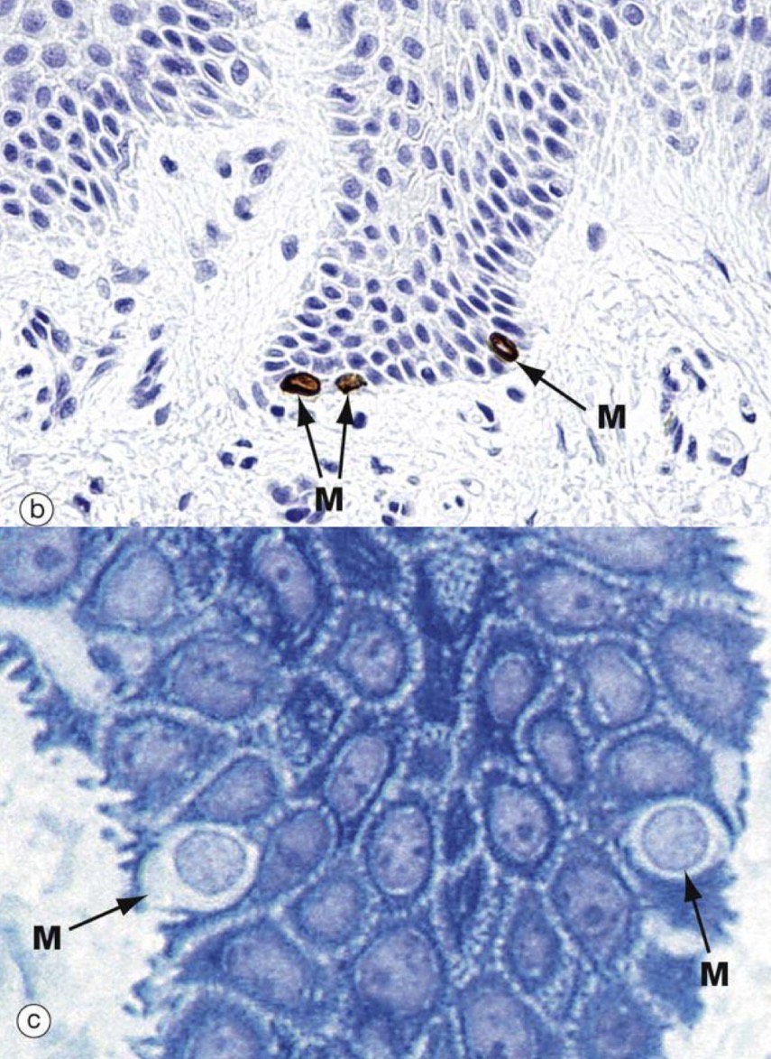 <p>Identify the Structure</p>