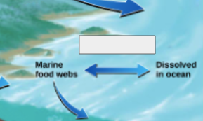 <p>phosphorous cycle: name the step</p>