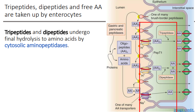 <p>cytosolic aminopeptidases.</p>