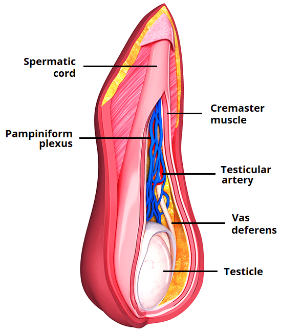 <p>Pampiniform plexus of veins drains into testicular veins. </p><p>Right goes into IVC.</p><p>Left goes into left renal vein.</p>