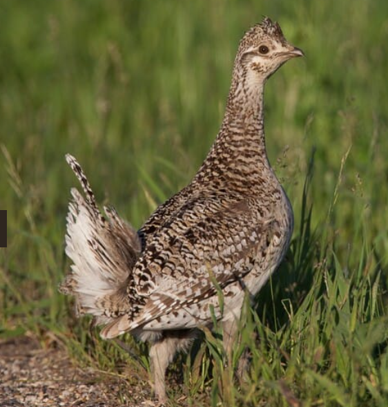 <p>Sharp-tailed grouse</p>