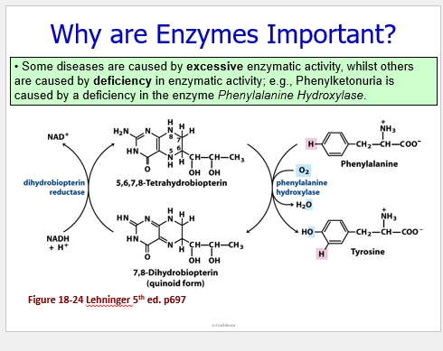 <ul><li><p>PKU / PhenylKetonUria is a disease with symtpoms of severe mental deterioration, caused by a defective Phenylalanine Hydroxylase enzyme (mutated)</p></li><li><p>this enzyme metabolises the particular AA Phenylalanine from our diets, to form Tyrosine</p></li><li><p>with this mutation, it cannot add O2 to phenyalanine (to turn the H=> OH group to form tyrosine), so we have too much phenylpyruvate (part of the metabolic pathway - the Keto Acid of Phe as a result of the build up - it cannot be converted) in our blood and urine, which causes the symptoms.</p></li></ul><p></p>