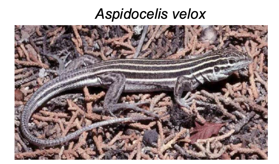<p></p><ul><li><p><span style="background-color: transparent;">18 genera, 179 species </span></p></li><li><p><span style="background-color: transparent;">North, Middle, and South America and West Indies </span></p></li><li><p><span style="background-color: transparent;">Genus Aspidocelis (<strong>whiptail lizards</strong>) </span></p></li><li><p><span style="background-color: transparent;">Common in southern and western US </span></p></li><li><p><span style="background-color: transparent;">Fastest and most heat-tolerant in US </span></p></li><li><p><span style="background-color: transparent;">About one-third are all-female parthenogenetic species </span></p><ul><li><p><span style="background-color: transparent;">Formed through hybridization </span></p></li><li><p><span style="background-color: transparent;">Typically diploid or triploid eggs</span></p></li></ul></li></ul><p></p>