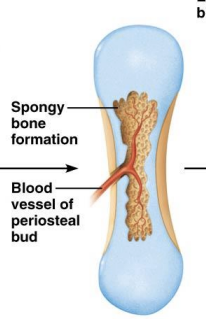 <p><strong>Formation- </strong>Structure during 3 months of utero?</p>
