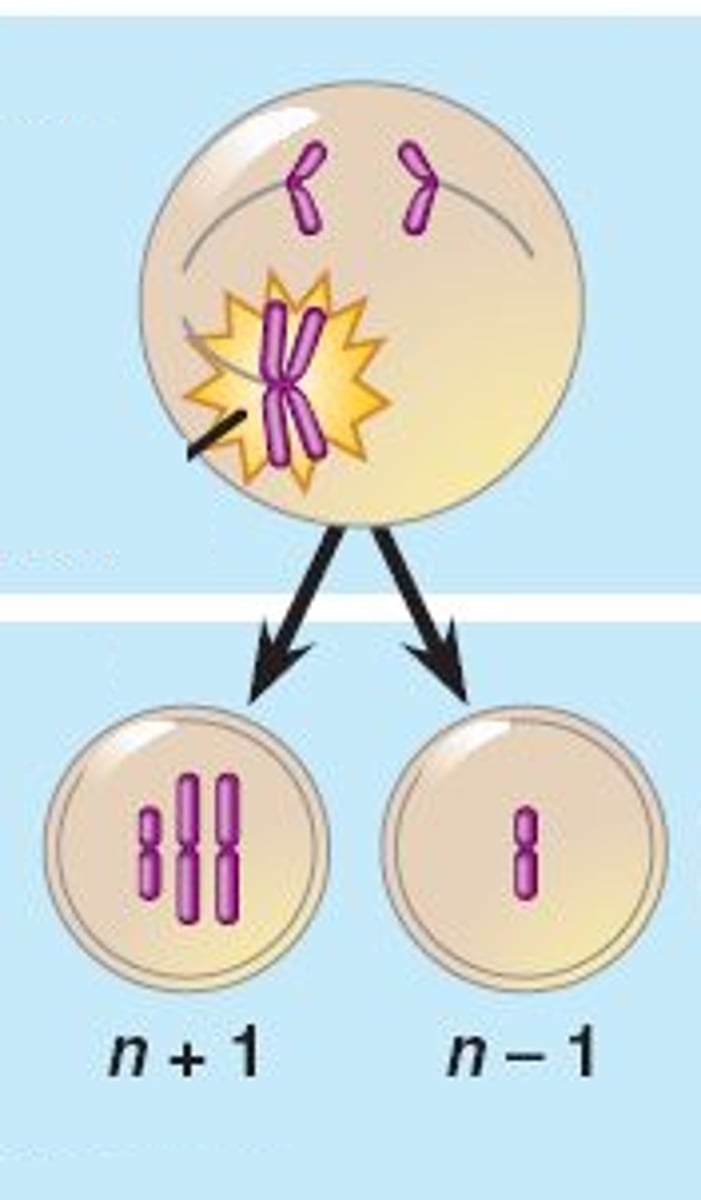 <p>Error in meiosis in which homologous chromosomes fail to separate. One gamete receives two of the same type of chromosome while another gamete receives no copy</p>