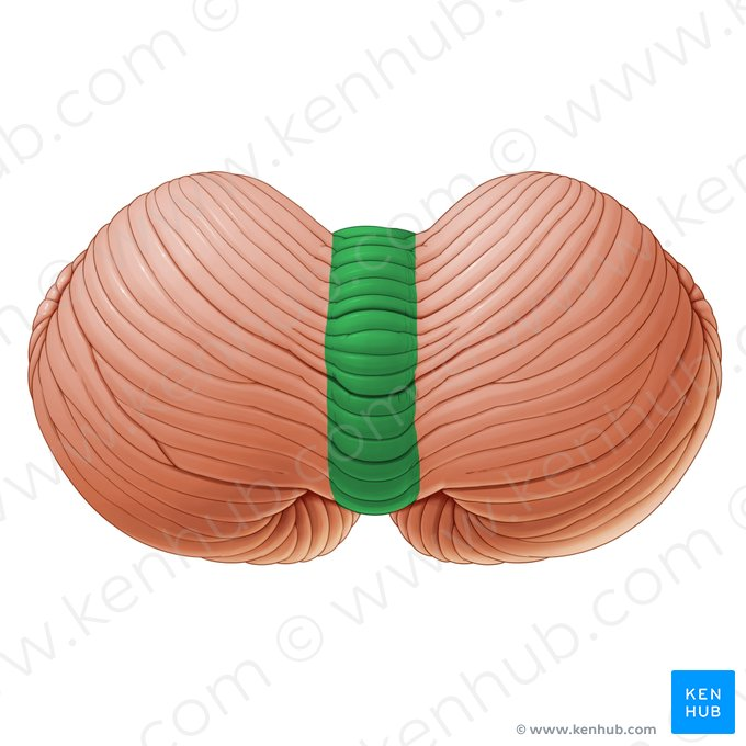 <p>worm-like line on cerebellum</p>