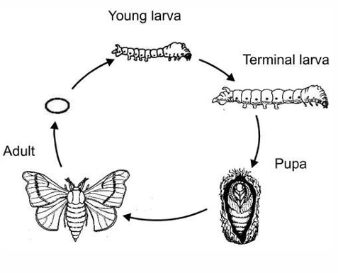 <p>insects which undergo complete metamorphosis at adulthood</p>