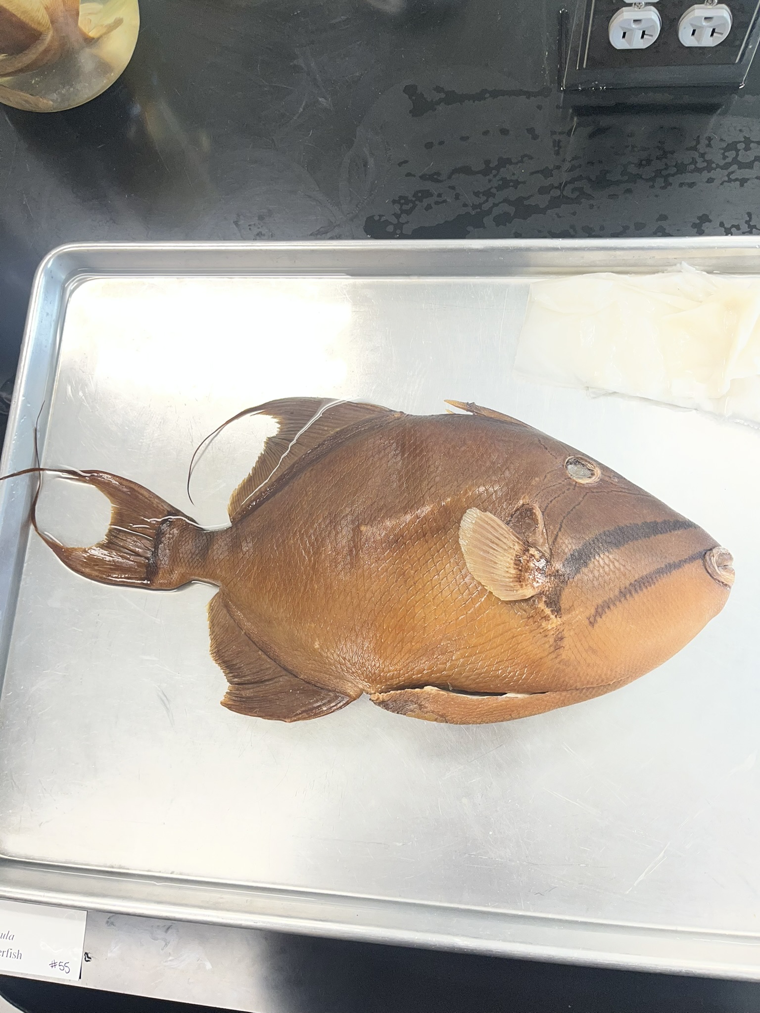 <p>Family Balistidae (triggerfishes) - <em>Balistes vetula</em></p>